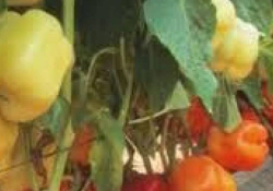 Poivron rouge et blanc