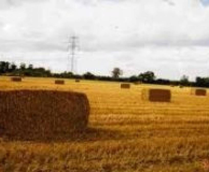 Paille de blé