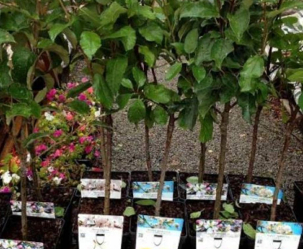 Arbres fruitiers