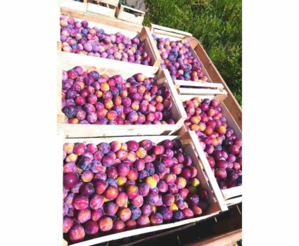 Prunes ROUGES