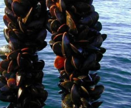 MOULE