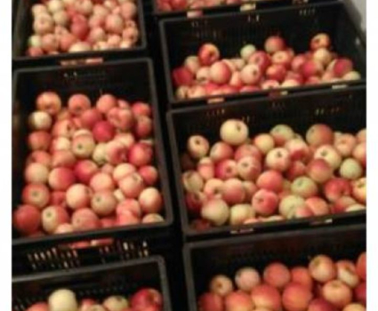 Pomme Royal Gala