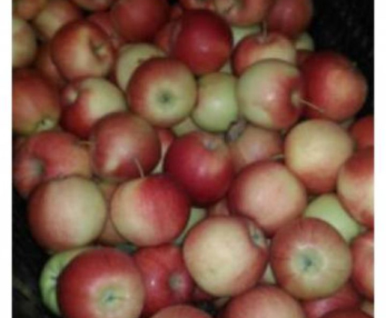 Pomme Royal Gala