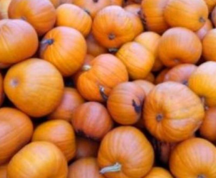 Potiron